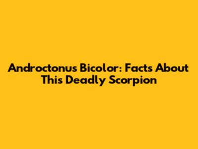 Androctonus Bicolor: Facts About This Deadly Scorpion