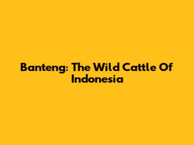 Banteng: The Wild Cattle Of Indonesia