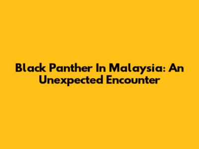 Black Panther In Malaysia: An Unexpected Encounter