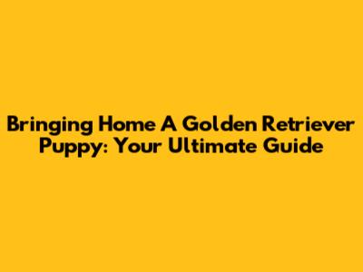 Bringing Home A Golden Retriever Puppy: Your Ultimate Guide
