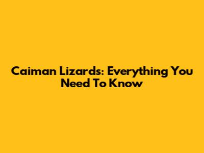 Caiman Lizards: Everything You Need To Know