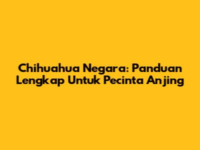 Chihuahua Negara: Panduan Lengkap Untuk Pecinta Anjing