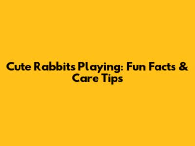 Cute Rabbits Playing: Fun Facts & Care Tips