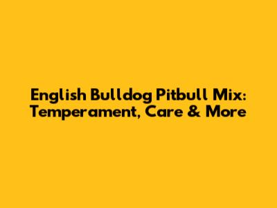 English Bulldog Pitbull Mix: Temperament, Care & More