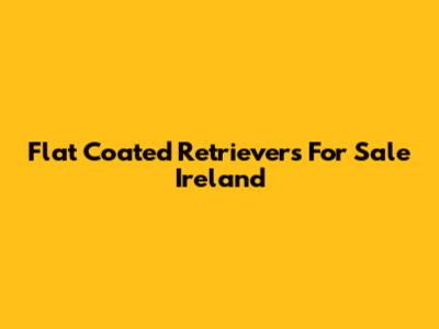 Flat Coated Retrievers For Sale Ireland