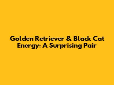 Golden Retriever & Black Cat Energy: A Surprising Pair