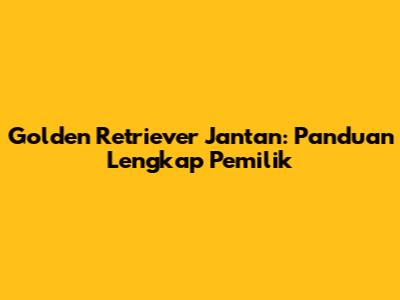 Golden Retriever Jantan: Panduan Lengkap Pemilik
