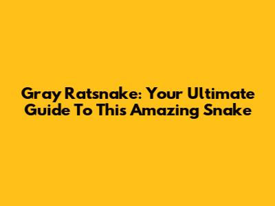 Gray Ratsnake: Your Ultimate Guide To This Amazing Snake