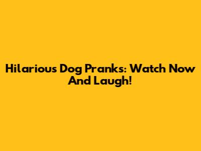 Hilarious Dog Pranks: Watch Now And Laugh!