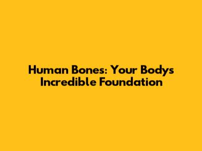 Human Bones: Your Body's Incredible Foundation