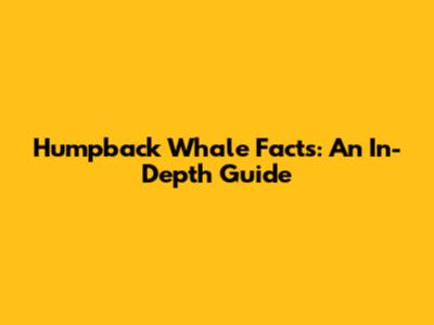 Humpback Whale Facts: An In-Depth Guide