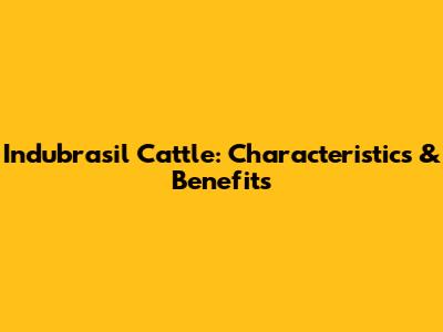 Indubrasil Cattle: Characteristics & Benefits