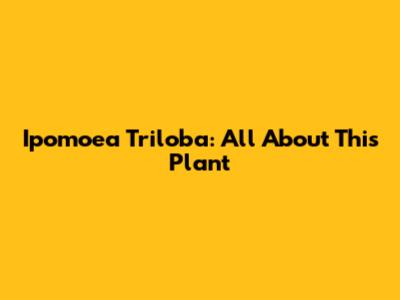 Ipomoea Triloba: All About This Plant