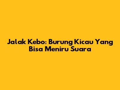 Jalak Kebo: Burung Kicau Yang Bisa Meniru Suara
