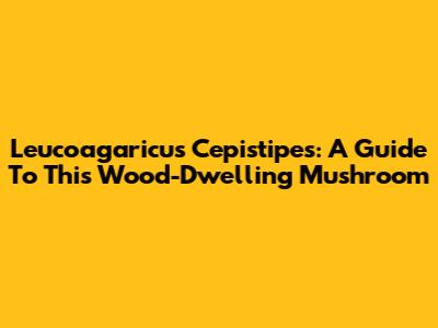Leucoagaricus Cepistipes: A Guide To This Wood-Dwelling Mushroom
