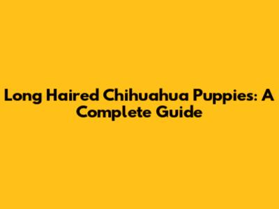 Long Haired Chihuahua Puppies: A Complete Guide