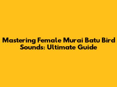 Mastering Female Murai Batu Bird Sounds: Ultimate Guide