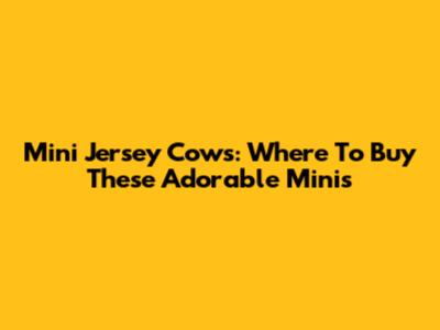 Mini Jersey Cows: Where To Buy These Adorable Minis