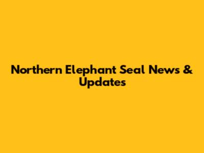 Northern Elephant Seal News & Updates
