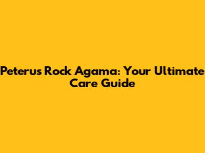 Peteru's Rock Agama: Your Ultimate Care Guide