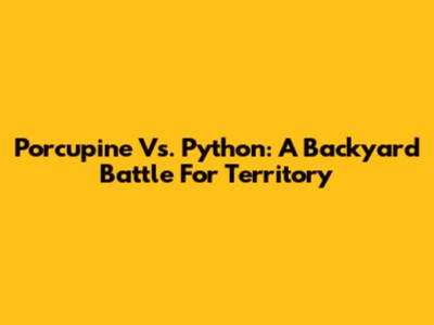 Porcupine Vs. Python: A Backyard Battle For Territory
