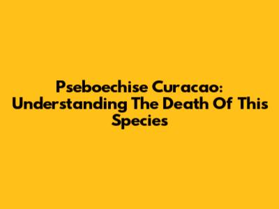 Pseboechise Curacao: Understanding The Death Of This Species