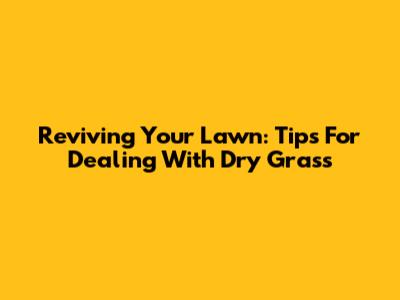 Reviving Your Lawn: Tips For Dealing With Dry Grass