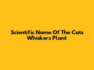 Scientific Name Of The Cat's Whiskers Plant