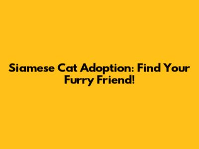 Siamese Cat Adoption: Find Your Furry Friend!