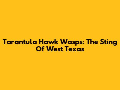 Tarantula Hawk Wasps: The Sting Of West Texas