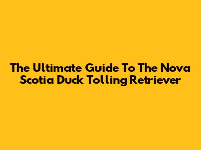 The Ultimate Guide To The Nova Scotia Duck Tolling Retriever