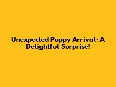 Unexpected Puppy Arrival: A Delightful Surprise!