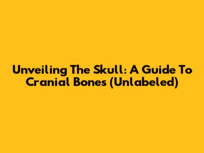 Unveiling The Skull: A Guide To Cranial Bones (Unlabeled)
