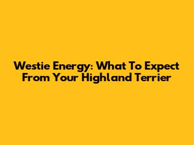 Westie Energy: What To Expect From Your Highland Terrier