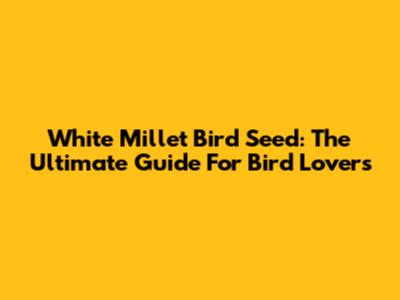White Millet Bird Seed: The Ultimate Guide For Bird Lovers